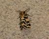 Spilosoma curvata